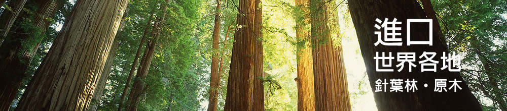 進口世界各地針葉林,原木